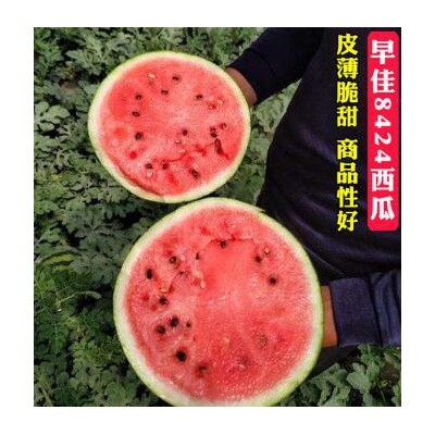 衢州西瓜苗8424甜王 培育西瓜嫁接苗基地